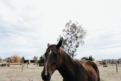 Brown Horse in a Farm