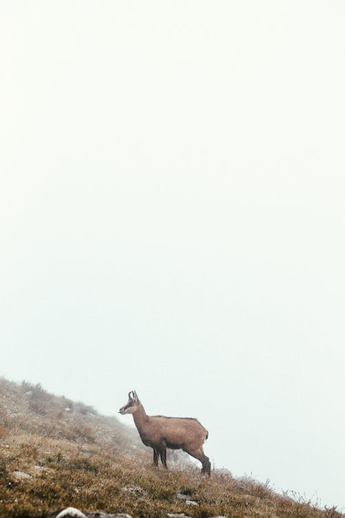 Gratuit Photos gratuites de animal, antilope, aube Photos