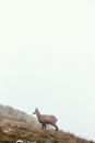 Goat-Antelope on Brown Grass on a Foggy Day