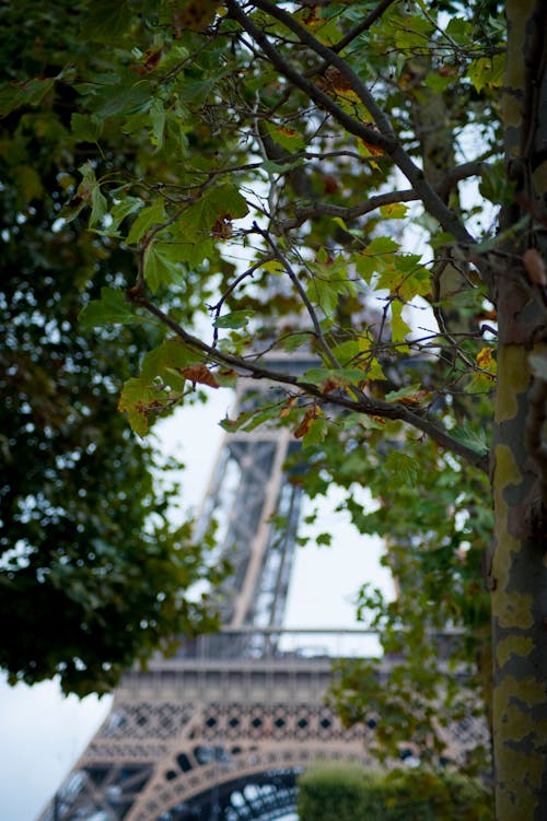 Free stock photo of eiffel tower, paris