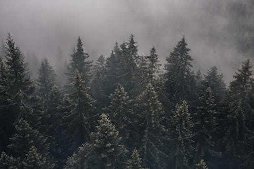 Drone Shot of a Foggy Forest