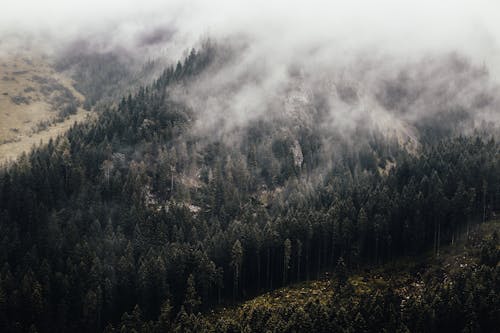 Person Showing Forest Covered in Fog · Free Stock Photo