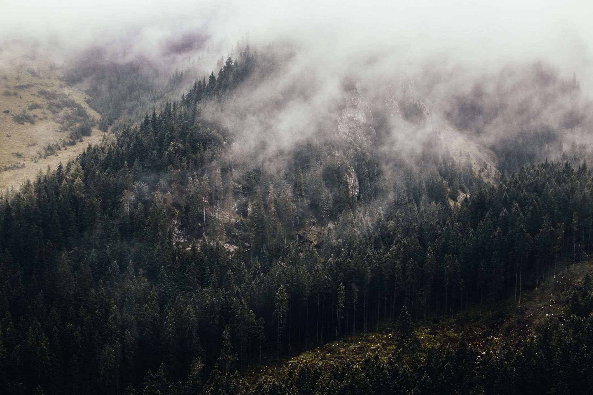 A serene aerial view of a misty forest landscape with dense pine trees and fog, creating a moody atmosphere.