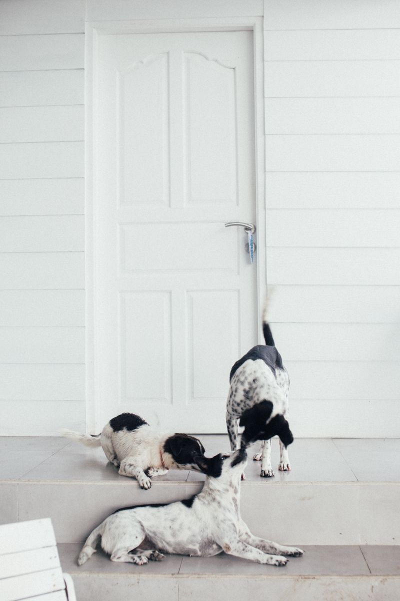 Happy clean dog in a fresh-smelling Maryland home
