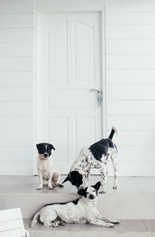 Dogs Playing at the Doorway