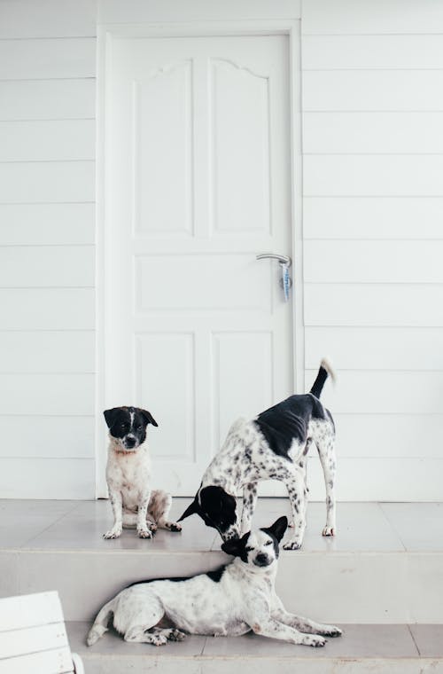 Fotos de stock gratuitas de animales, blanco, casa