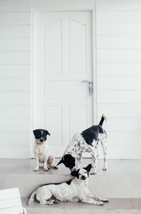 Free Dogs Playing at the Doorway Stock Photo