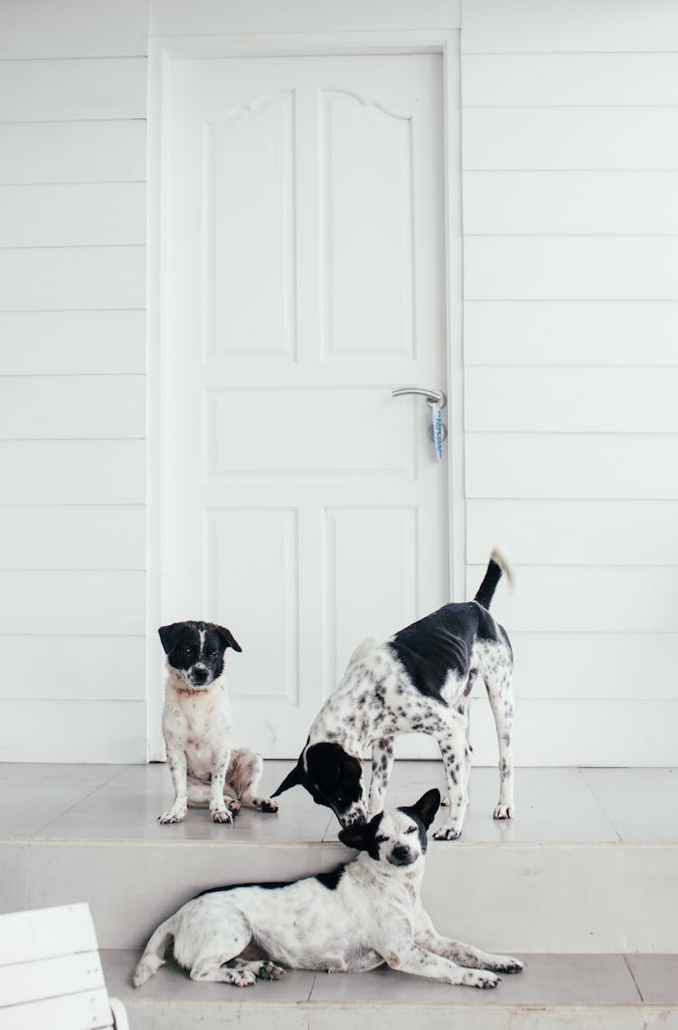 Dogs Playing At The Doorway