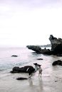 Dogs Playing on Shore