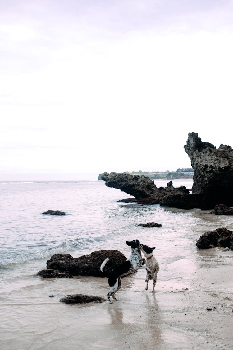 Dogs Playing On Shore