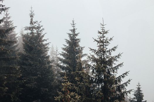 雾蒙蒙的松林景色宁静，营造出自然的静谧氛围