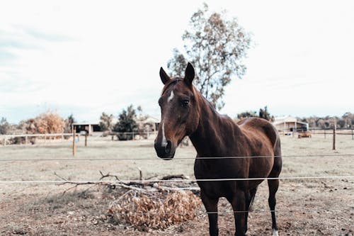 Foto profissional grátis de animal, cavalo, cerca