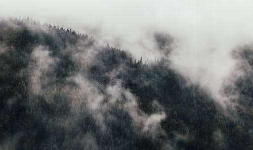 Fotos de stock gratuitas de bosque, espeluznante, foto con dron