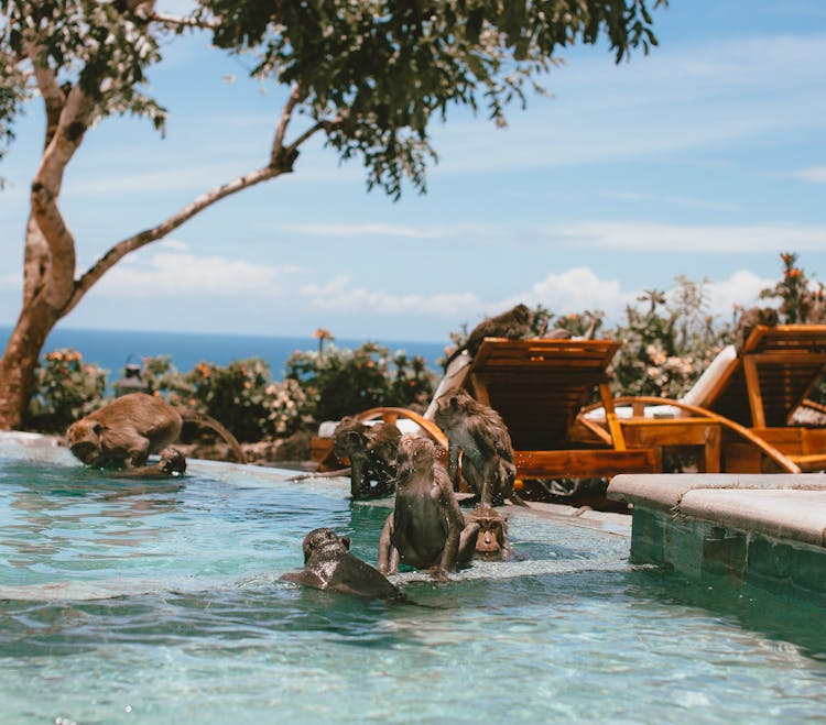 Monkeys Playing In The Swimming Pool 