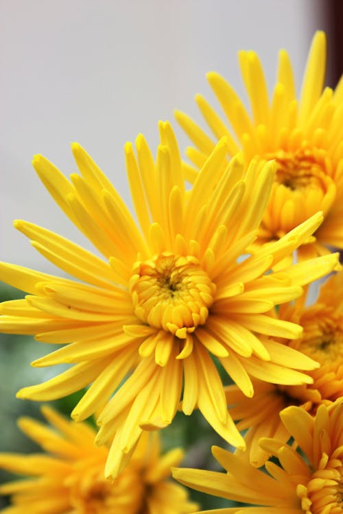 Kostnadsfri bild av blomning, delikat, gula blommor