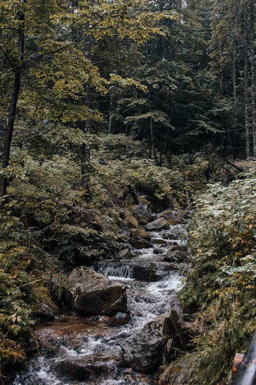 Gratis stockfoto met bomen, Bos, bossen