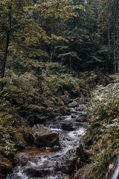 Free A peaceful view of a forest creek surrounded by green foliage and rocks, perfect for nature lovers. Stock Photo