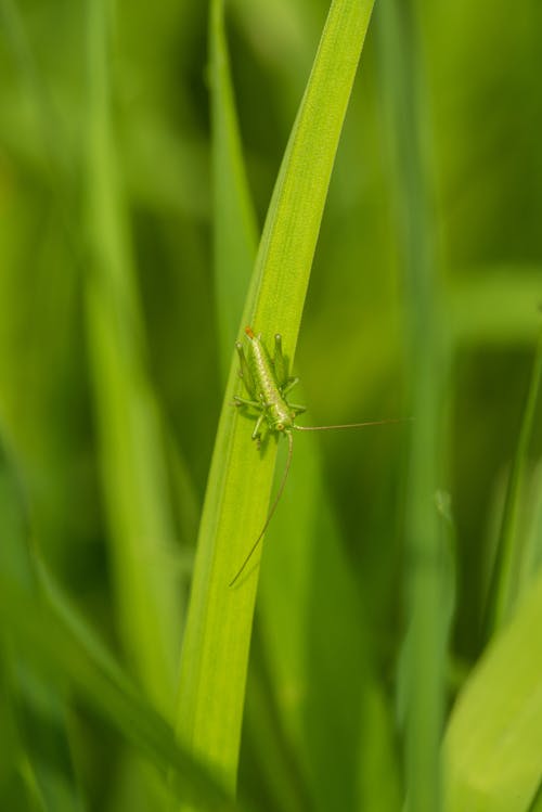 Free Grasshopper Resting on Blade of Grass Stock Photo
