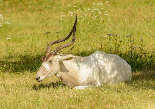 Kostenloses Stock Foto zu antilope, chillen, gras