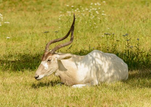 Free An Addax antelope relaxes in a sunny field with wildflowers and lush grass. Stock Photo