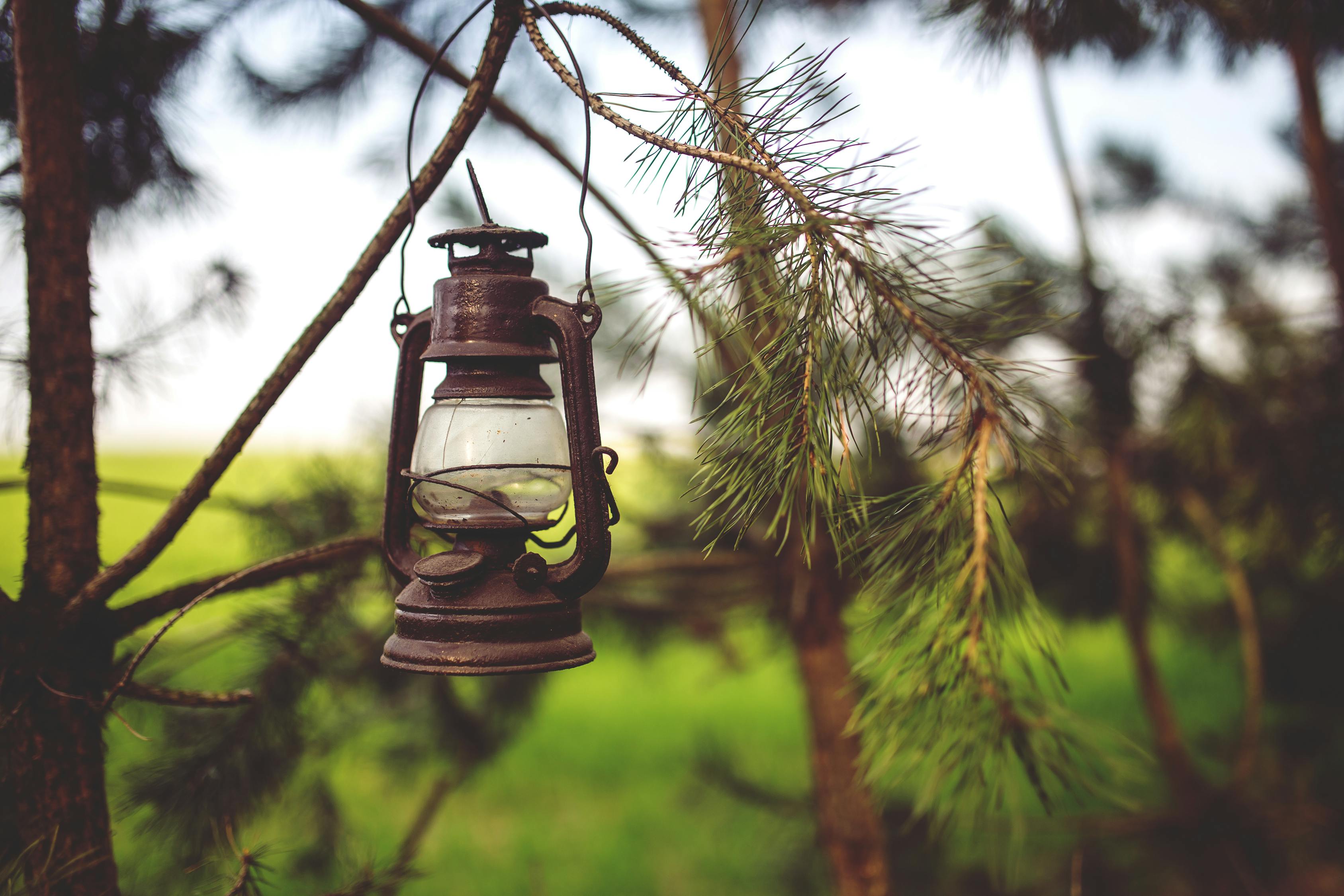 kerosene-lamp-in-the-woods-free-stock-photo