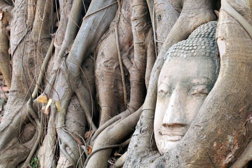 Buddha Head Statue in the Tree Roots