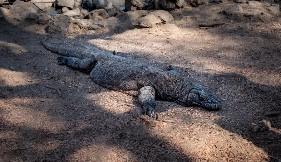 Jour 1 à Komodo