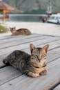Brown Tabby Cat on Wooden Floor
