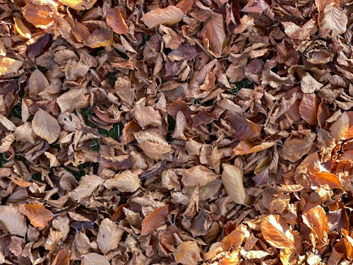 Brown Dry Leaves on Ground
