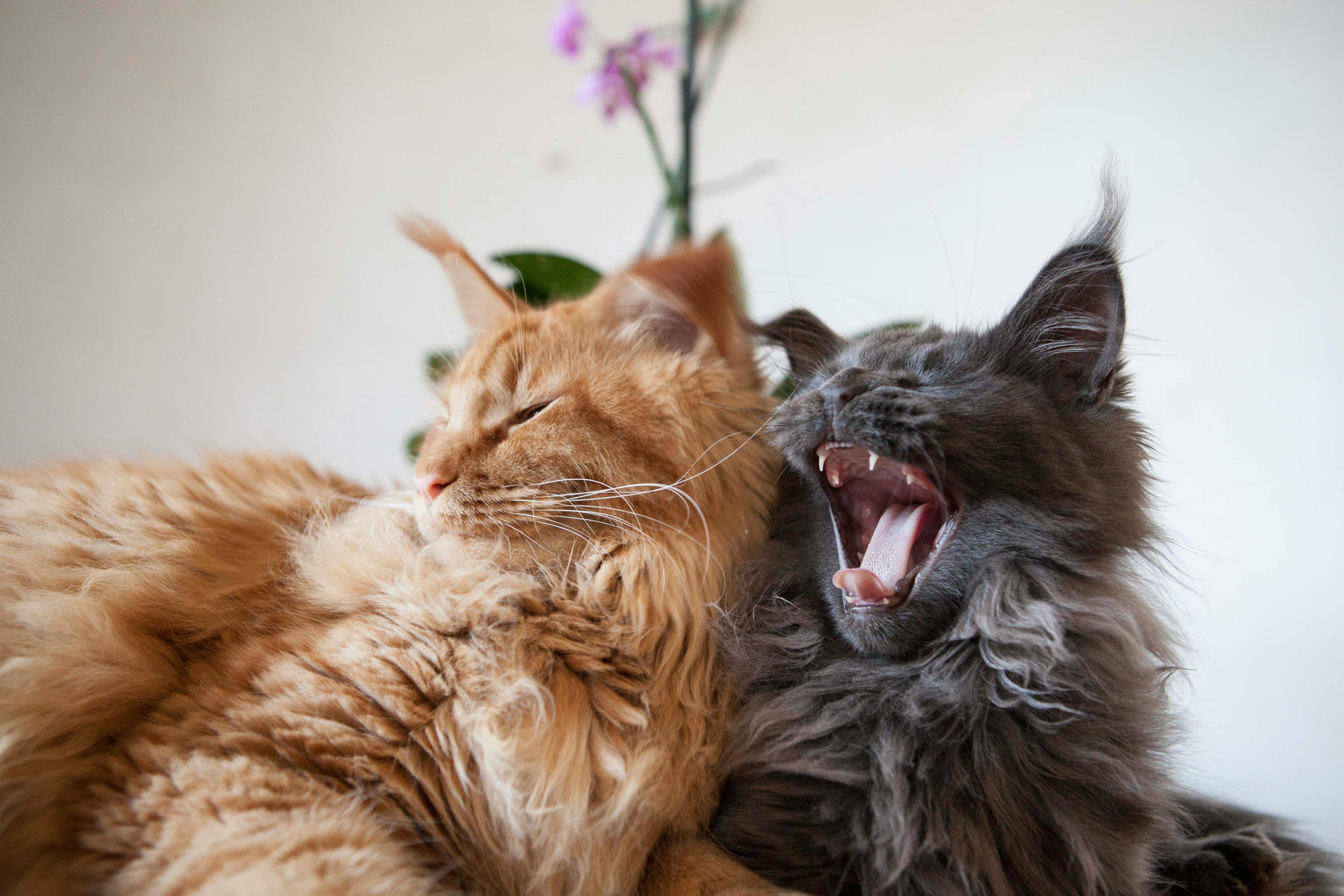 Free stock photo of cats, maine coon, yawn