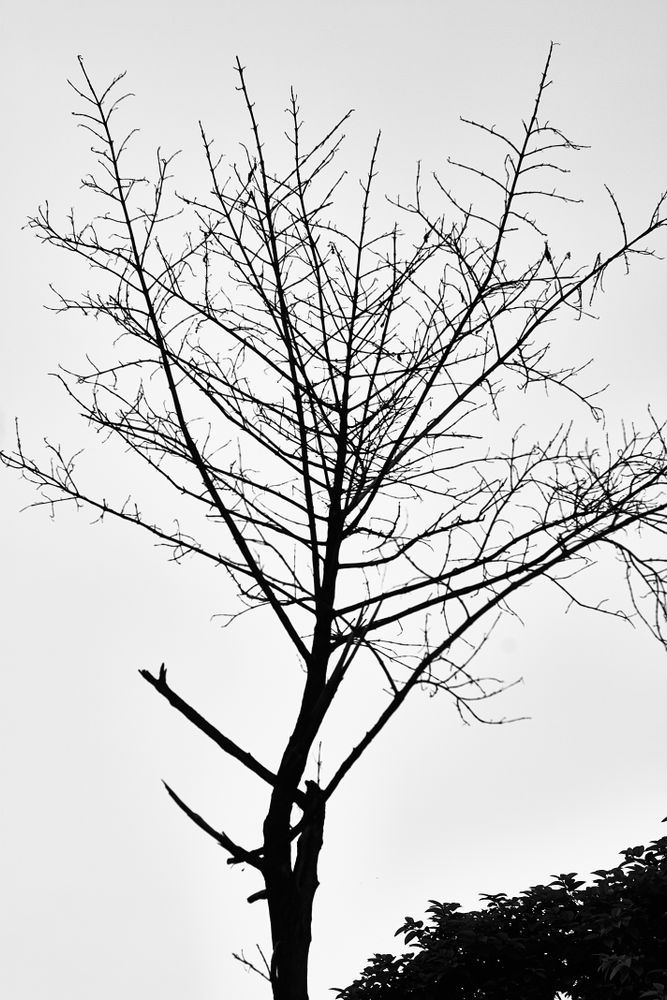 Simple Tree Photos, Download The BEST Free Simple Tree Stock Photos ...