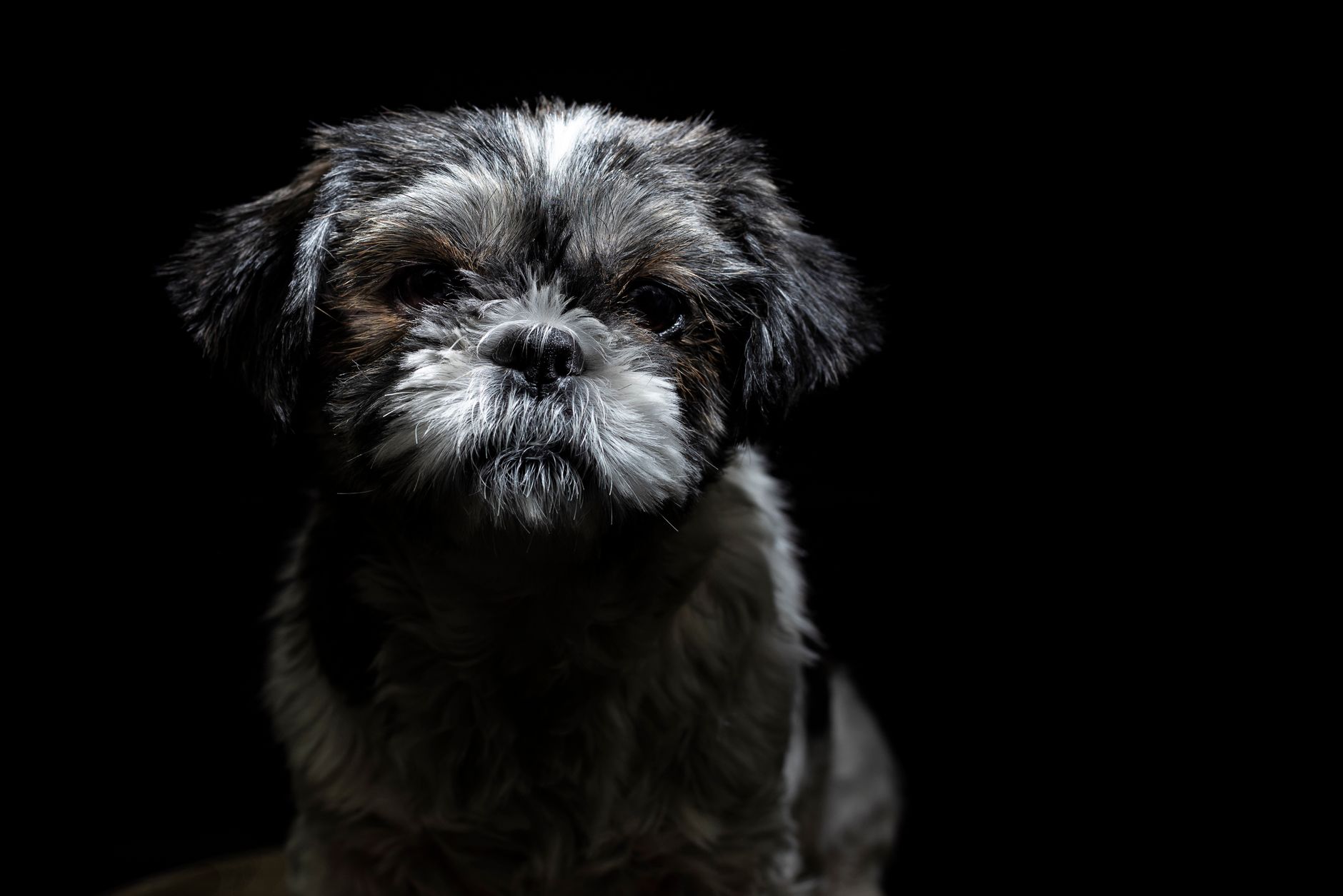 Veterinary care for a dog