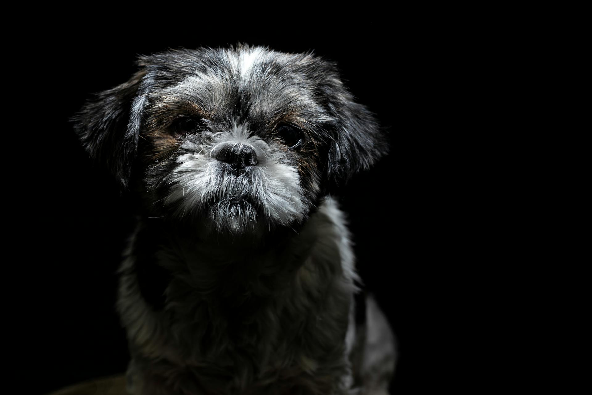 Portrait d'un chien mignon