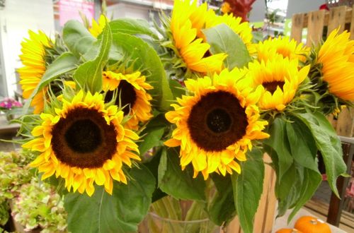 Free stock photo of sunflowers Stock Photo