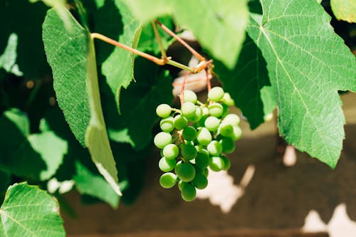 Green Round Fruits with Green Leaves