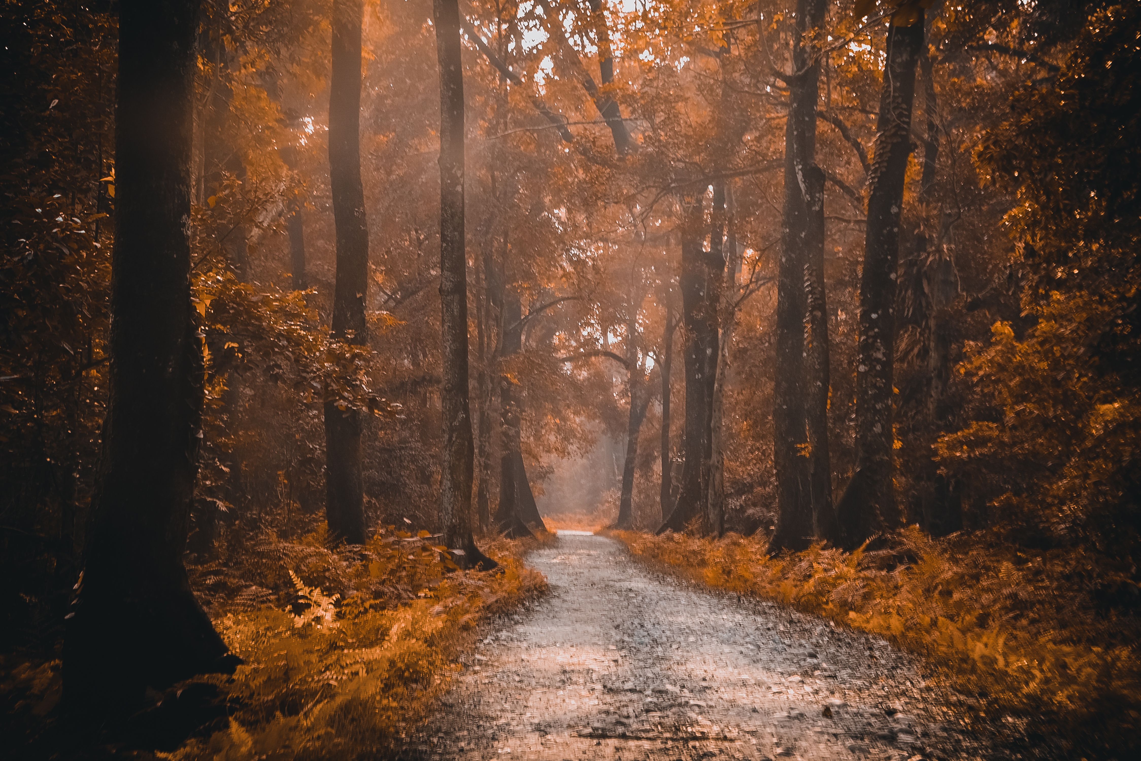 Peaceful forest path