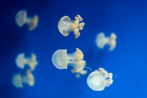 Free Close Up Shot of Jellyfish Stock Photo