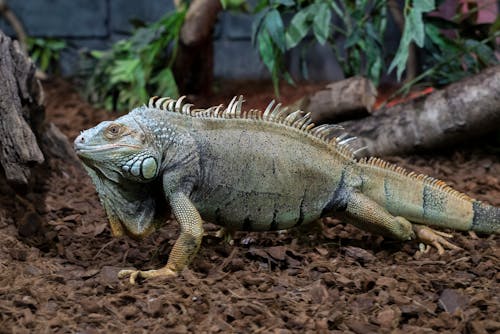 Green Lizard in Close Up Shot