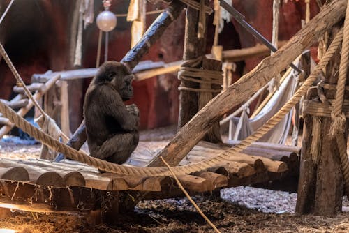 Black Monkey on Brown Wooden Floor