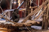 Black Gorilla on Brown Wooden Boat