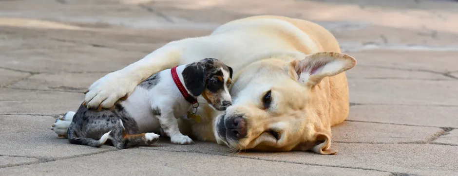 introduce puppy older dog