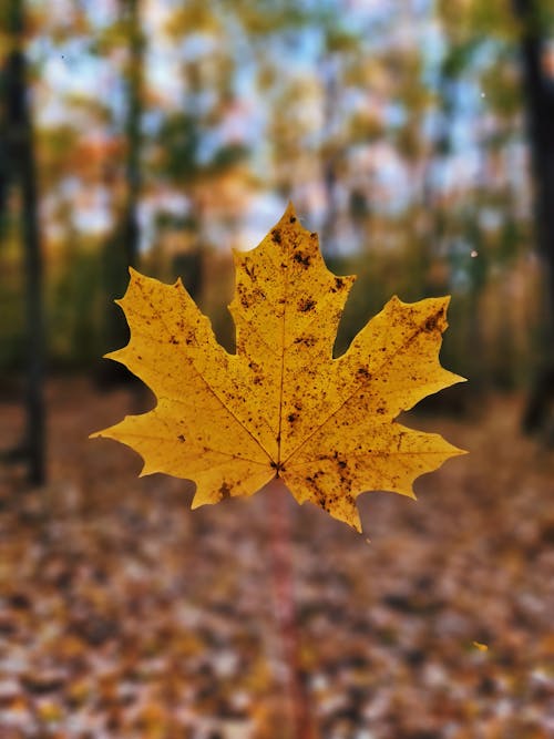 Yellow Maple Leaf in Tilt Shift Lens