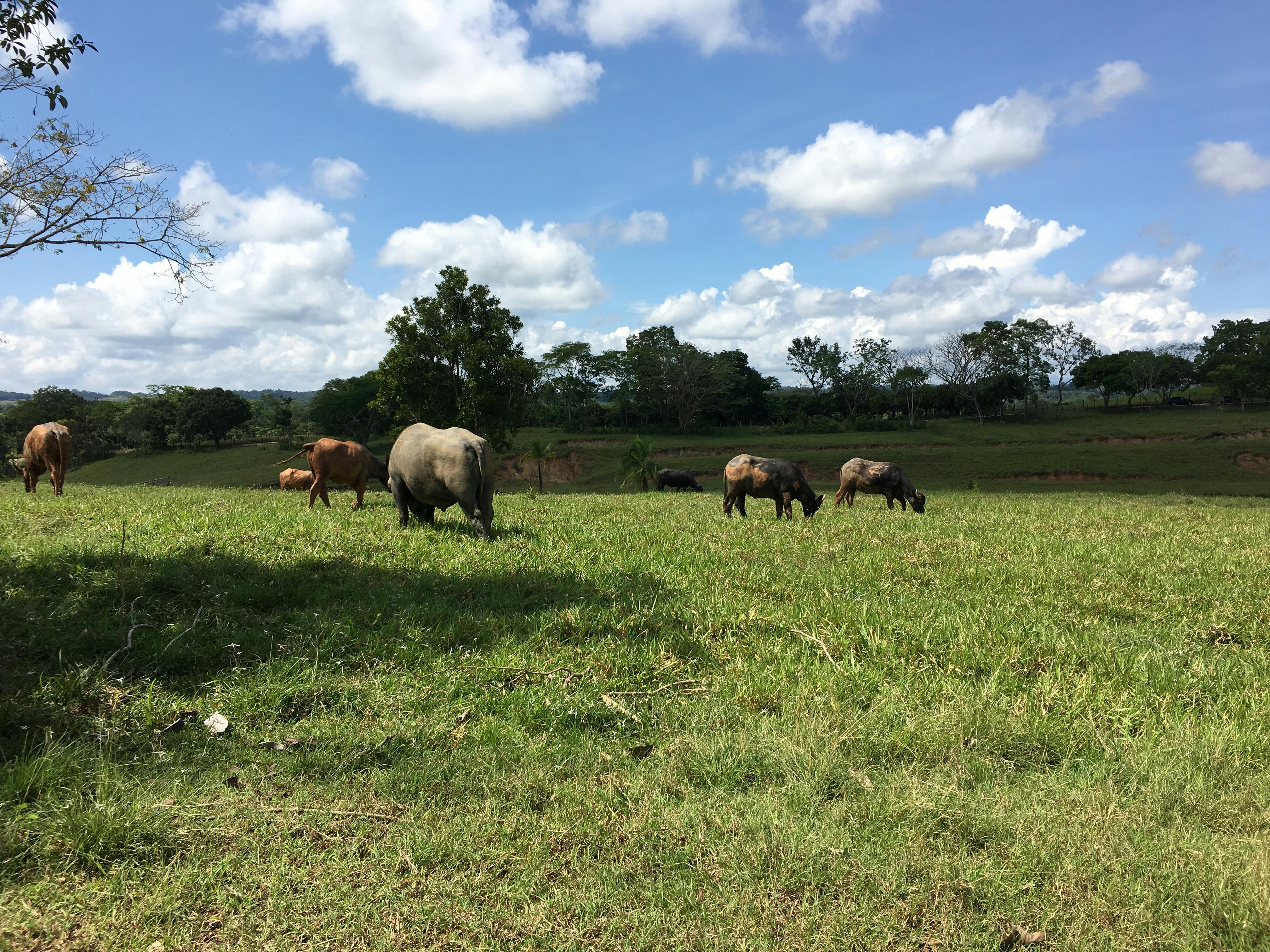 Scientist analyzing climate data on multiple monitors