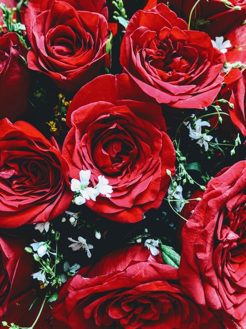 Free Close-up of lush red roses with complementing white flowers, ideal for romantic themes. Stock Photo