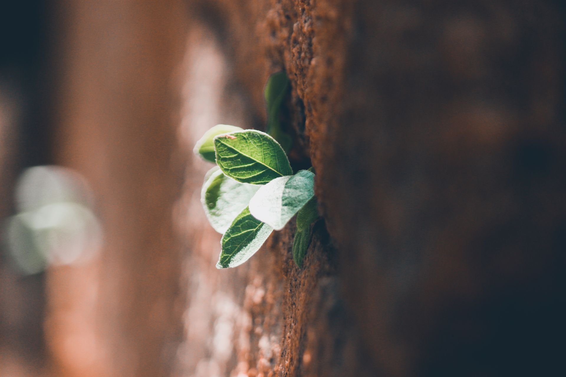 Detailed close-up of vibrant green leaves sprouting through a textured wall, symbolizing life and resilience.