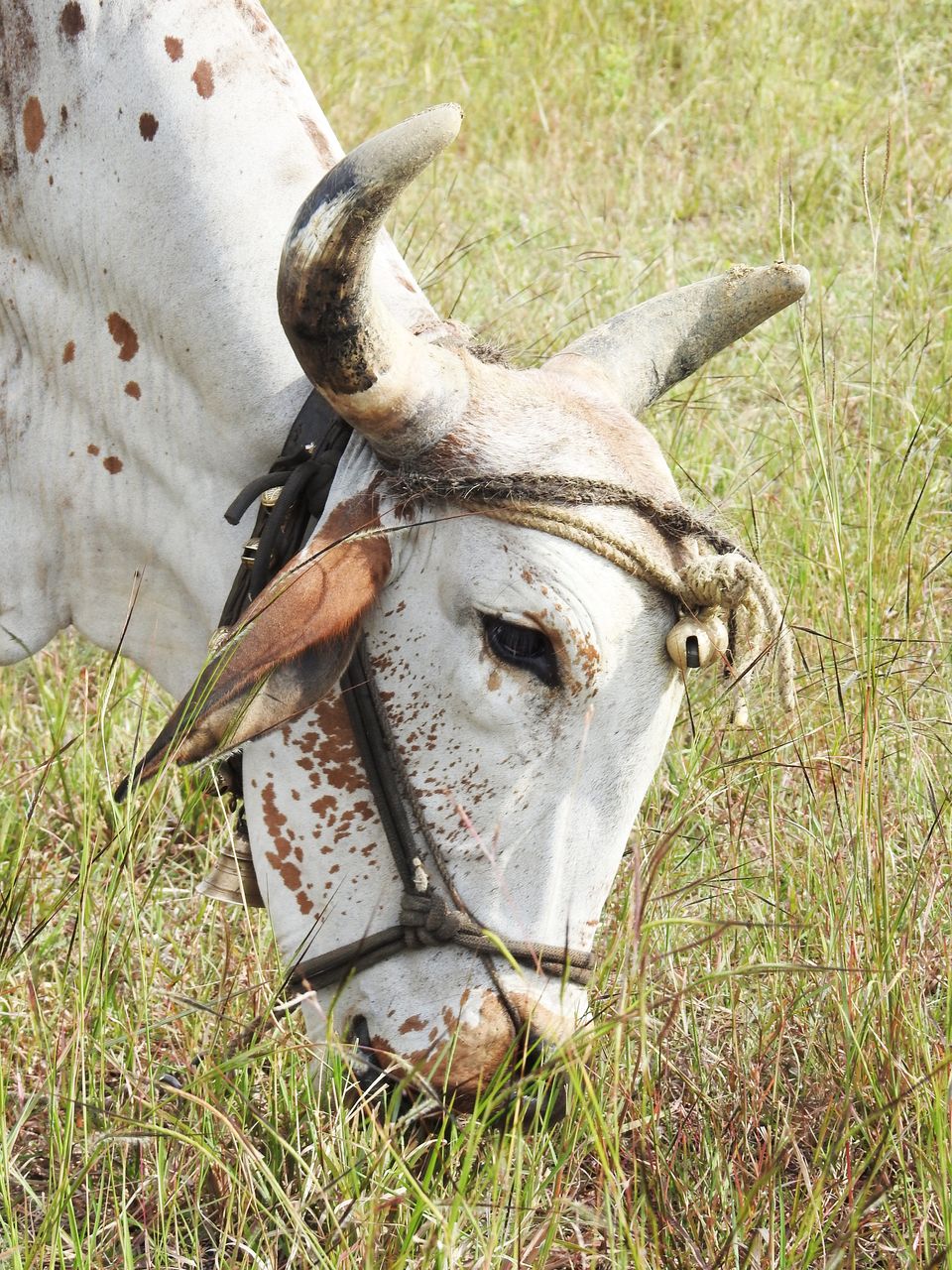 Ongole cattle in natural Telangana setting