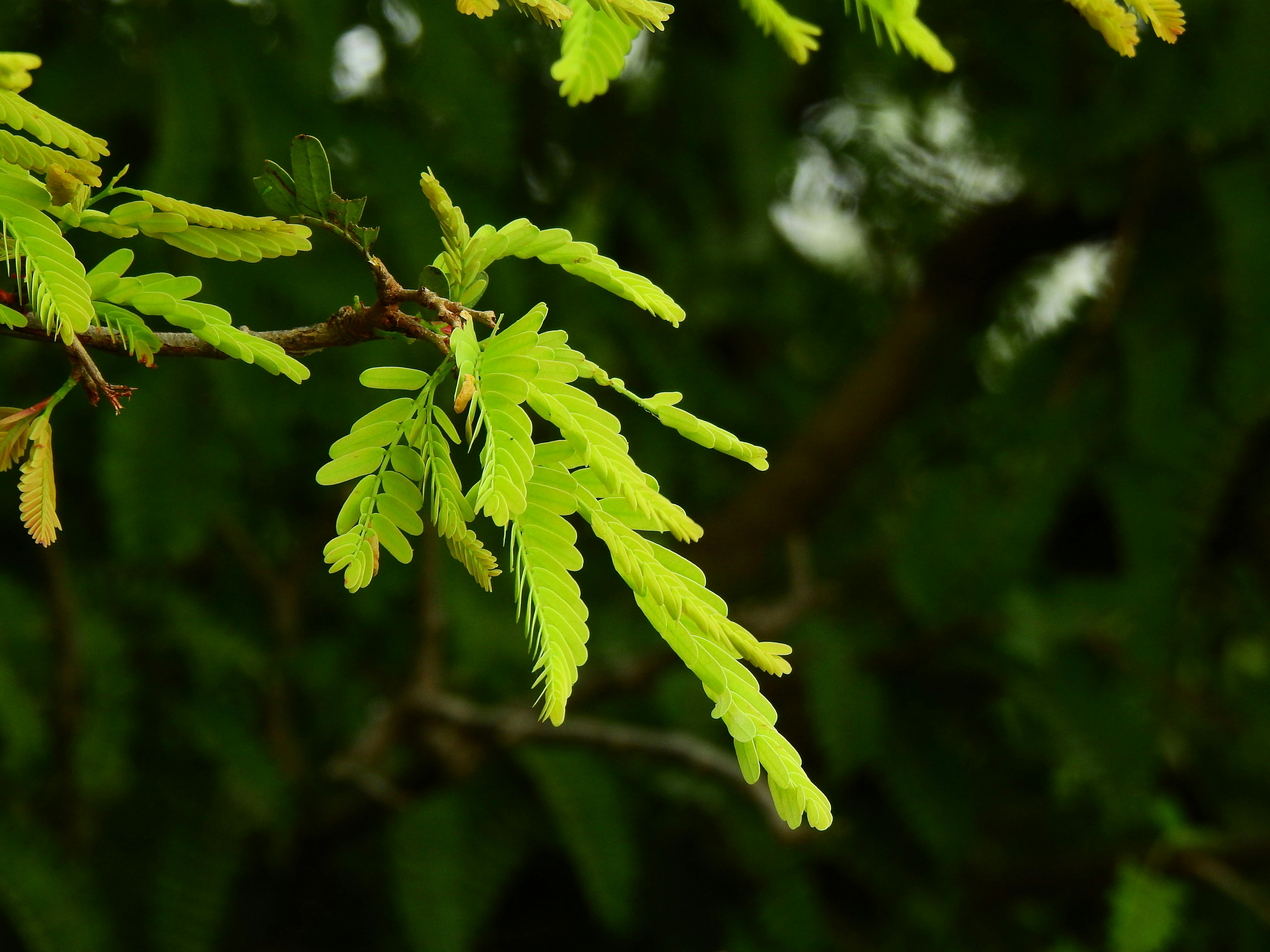 Software developer working on multi-monitor setup for XR development