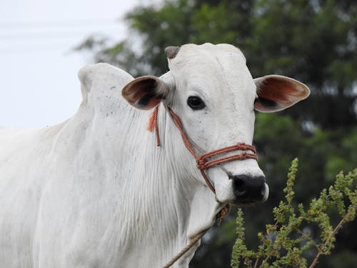 Foto profissional grátis de animal, criação de gado, fechar-se