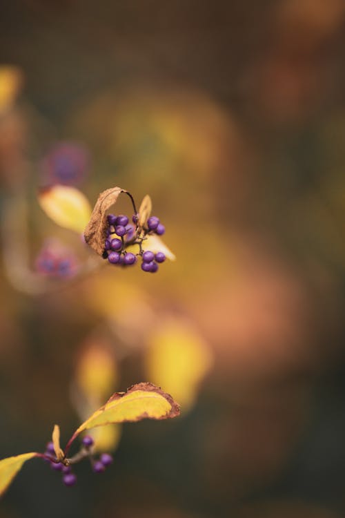 Kostenloses Stock Foto zu beeren, bokeh, busch