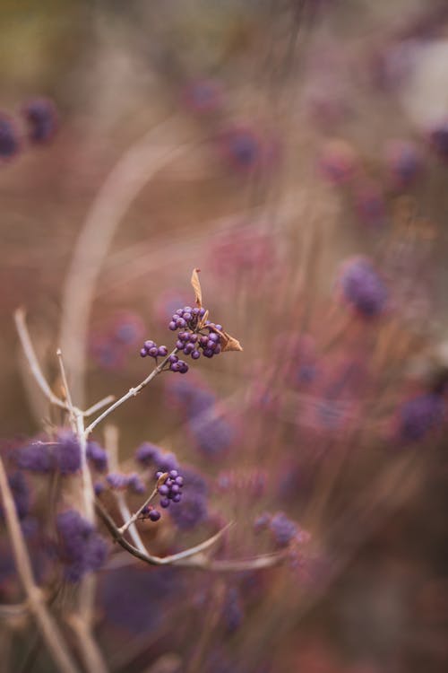 Close up of Purple Berries